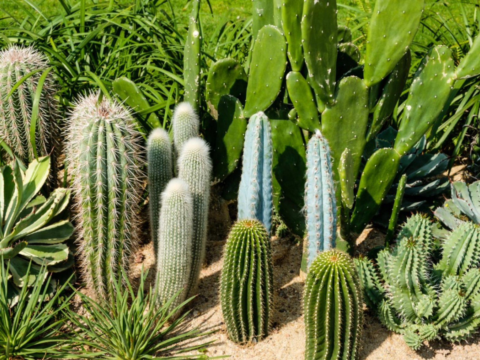 Plants That Don’t Require Plenty of Water