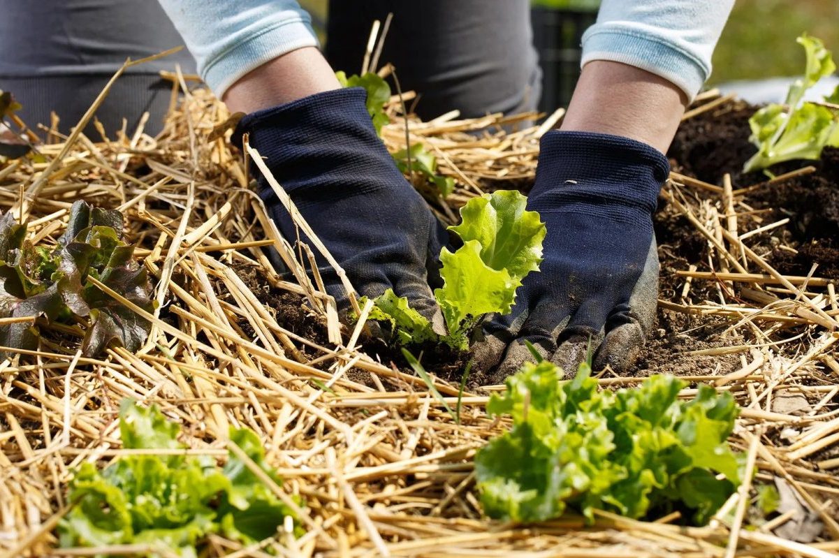 Which Garden Mulch is the Best Hay vs. Straw vs. Wood Chips Gardenoholic
