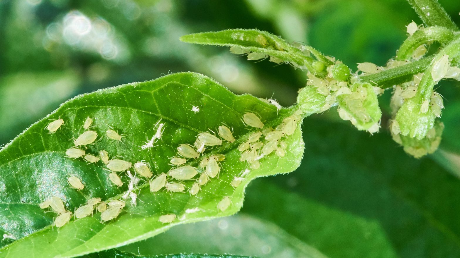 Tips to Prevent and Eliminate Aphids in Your Garden